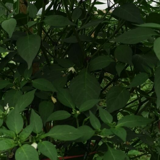 容县 天然辣椒！无公害绿色食品！！！