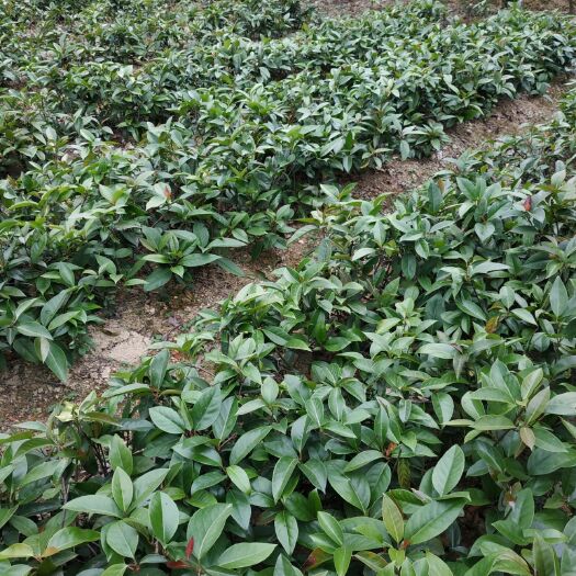灵山县粉红黑老虎苗 黑老虎大苗