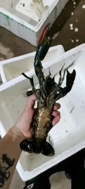 化州市澳洲龙虾  澳洲淡水小龙虾