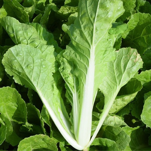奶油小白菜快菜