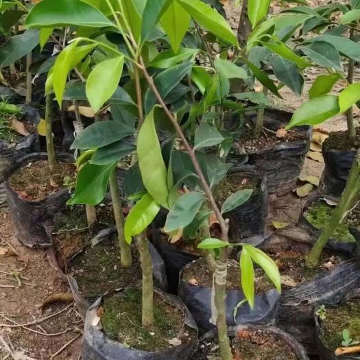 茂名奇楠沉香树 好的品种是看得见的