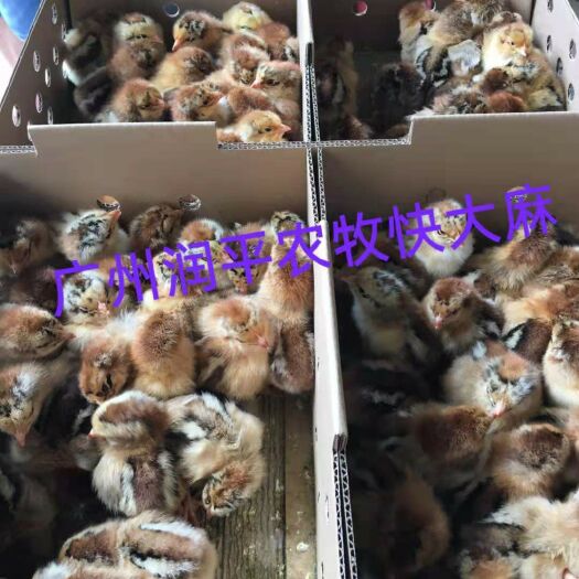 广州肉鸡苗  广州润平农牧优质新北麻，价廉保质量