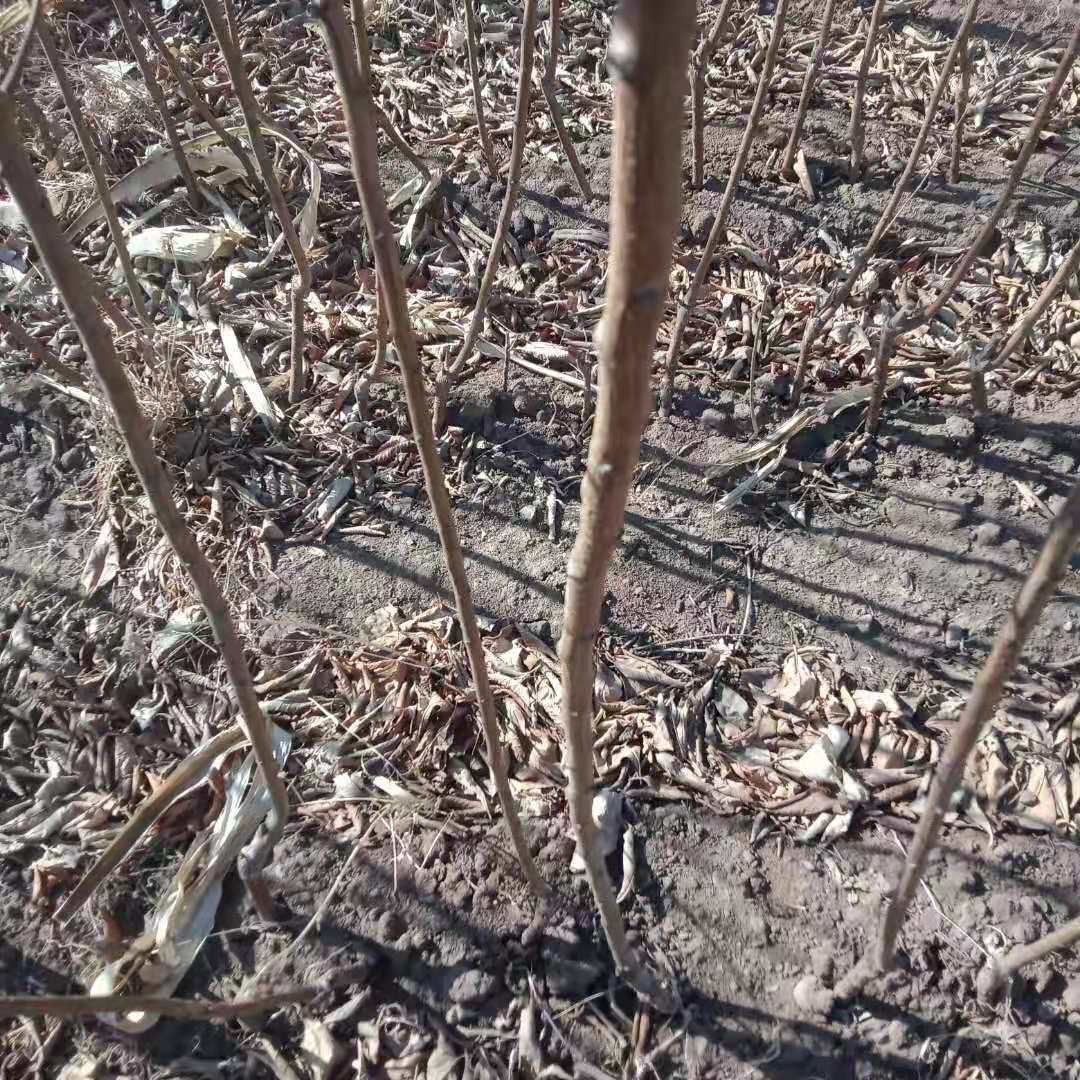 寒富苹果树苗 平果苗