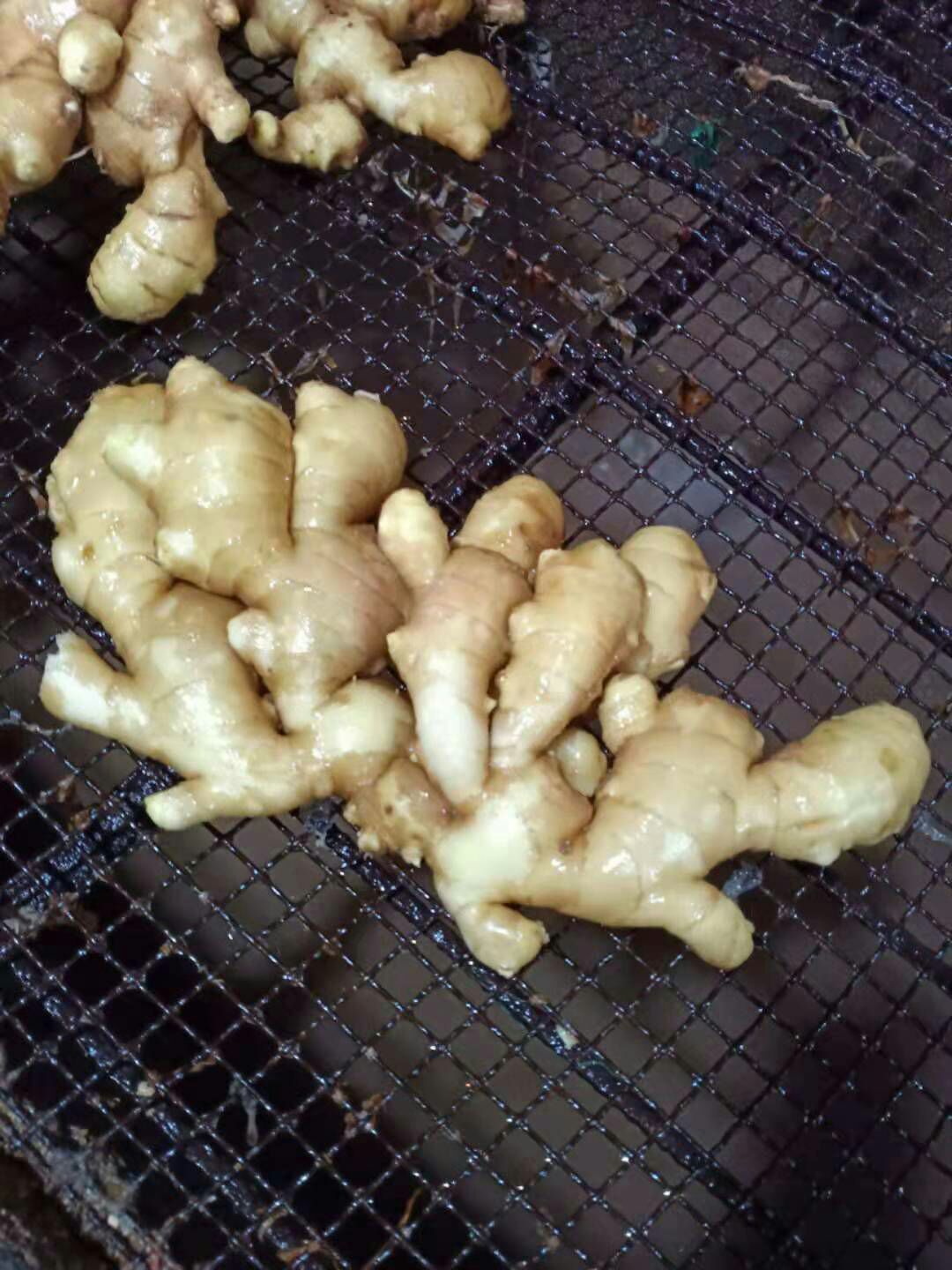  精品【老姜】一手货源！ 产地直销 质量保证  全国发货