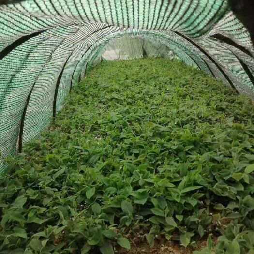 隆回县湘蕾一号金银花苗  湘蕾5号金银花苗木（寸苗）