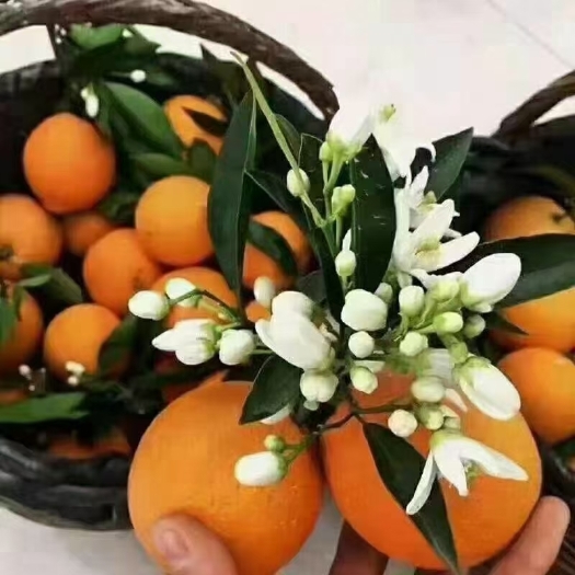 宜昌伦晚脐橙 三峡沦晚
