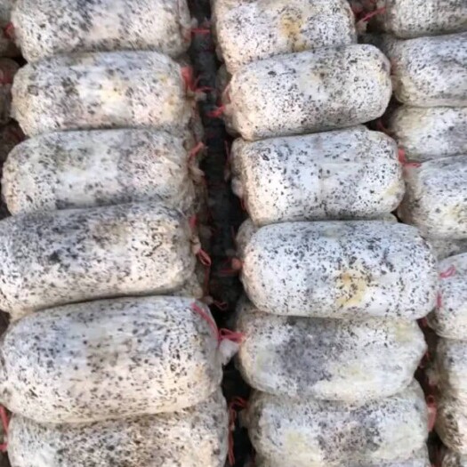 枣庄秀珍菇  袖珍菇菌棒现货