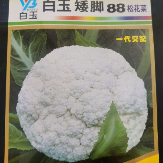 白玉矮脚88天 细米优质丰产春秋两用