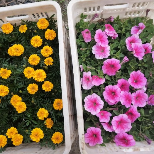 西安 草花基地直发，矮牵牛，垂钓牵牛，孔雀草，