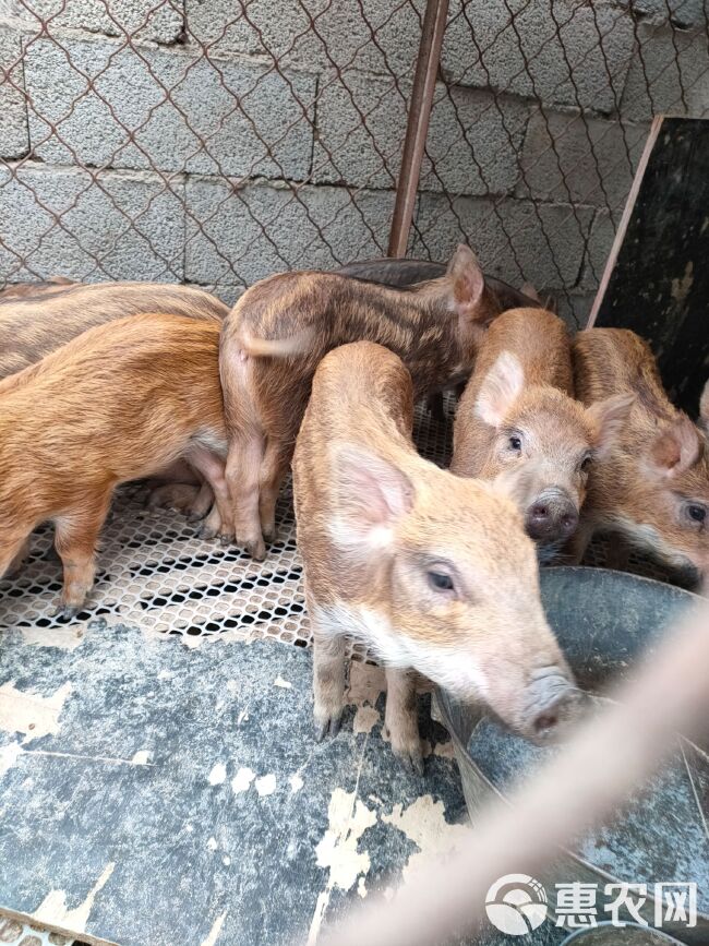 猪苗  藏猪  藏香猪黑猪种育肥猪幼崽养殖场全国各地包运