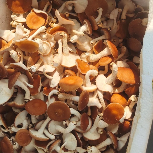 景东县蘑菇  小香蕈，（小香杏）批发