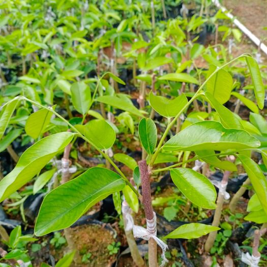 茂名奇楠沉香苗 棋楠嫁接苗 沉香树嫁接苗 优良品种棋楠嫁接苗
