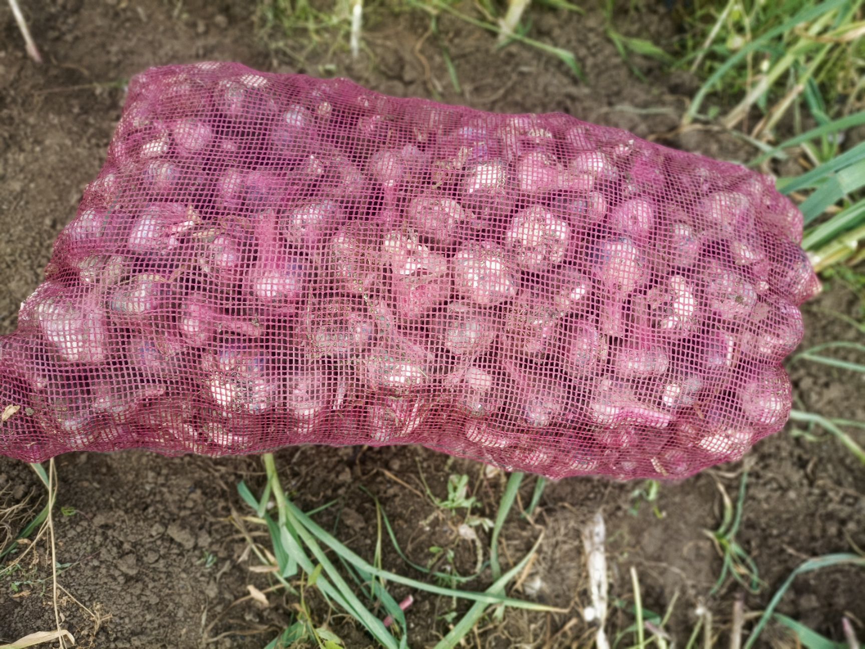 红皮蒜  云南大理紫皮白蒜