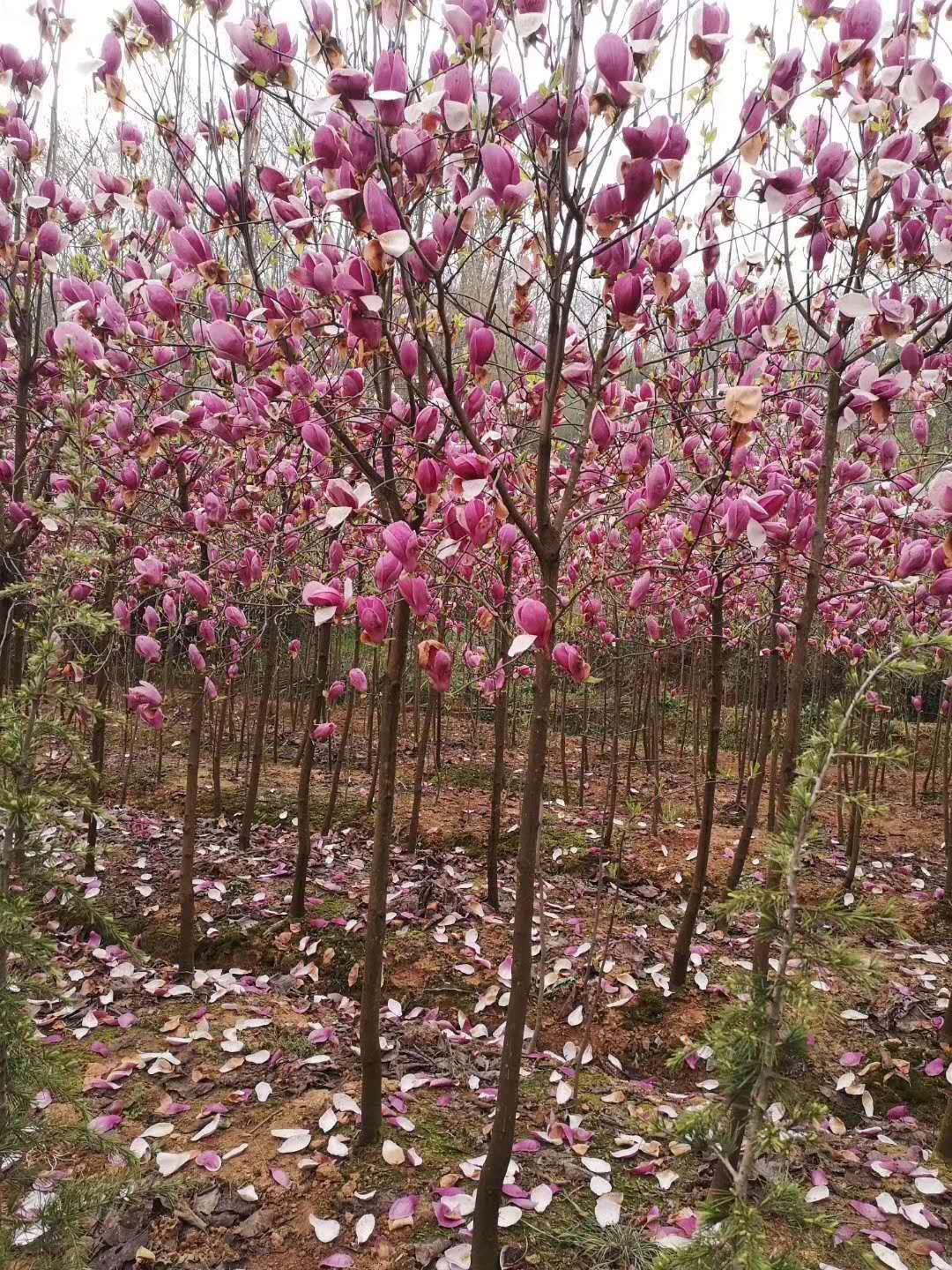 紫玉兰 5米以上 10~12公分 12~14公分 3米以上