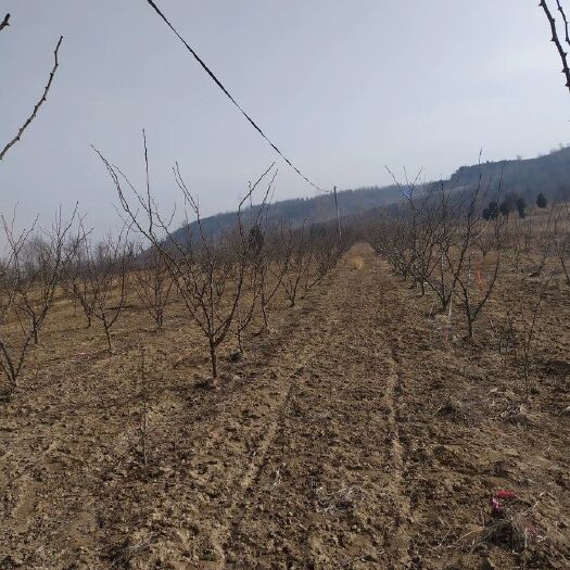 富平县 陕西富平花椒