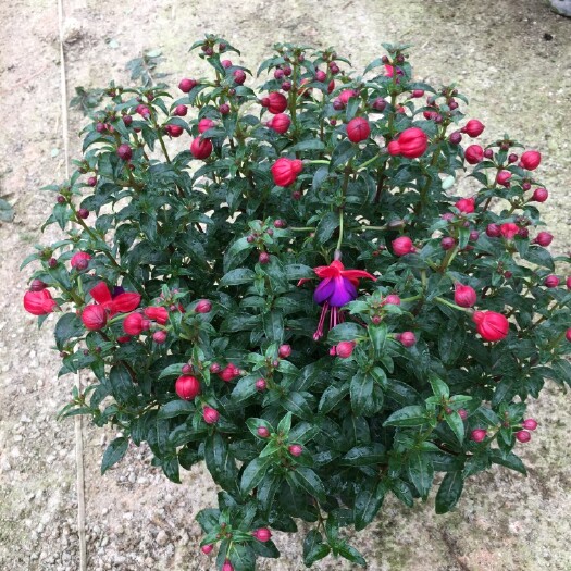 漳平市宝莲灯盆栽 倒挂金钟宝莲灯灯笼花 一手货源 基地发货，支持视频看货