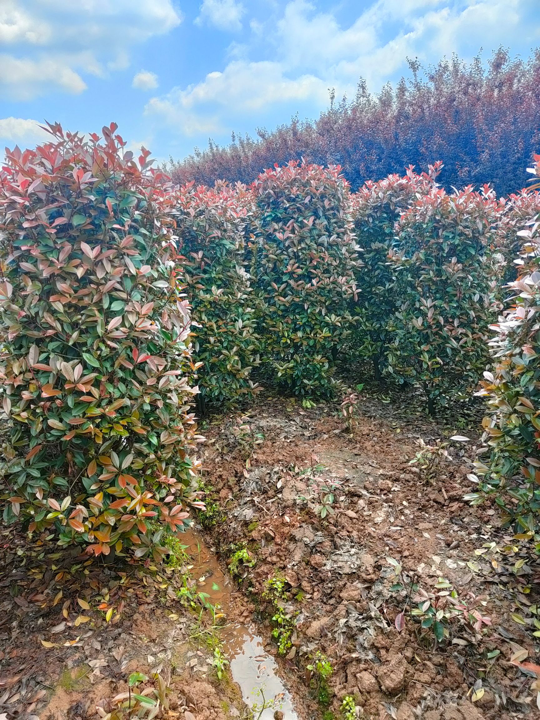 长沙县红叶石楠造型树  160-200红叶石楠柱子苗圃直供
