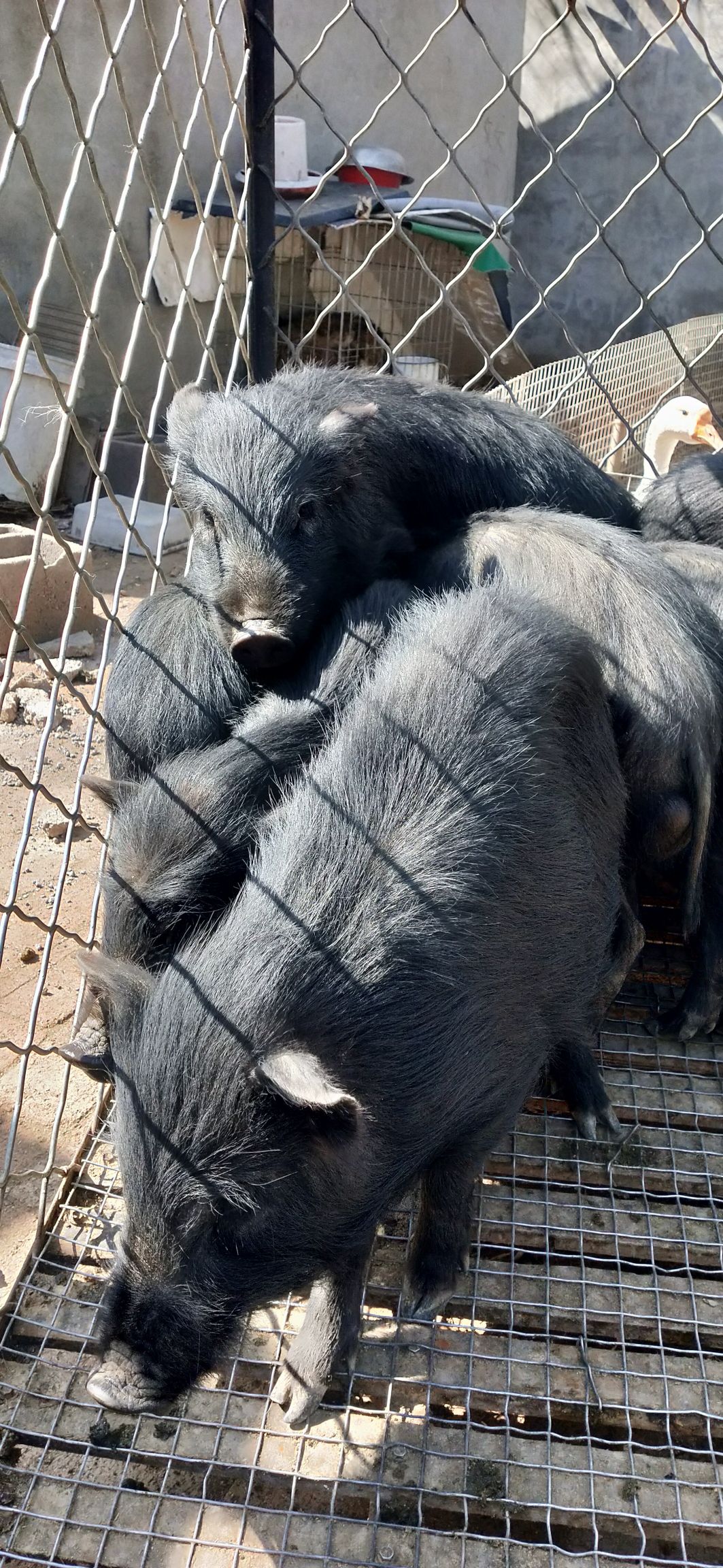 猪苗  藏猪  藏香猪黑猪种育肥猪幼崽养殖场全国各地包运