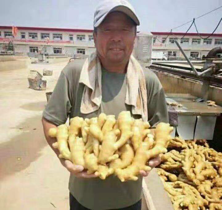  精品【老姜】一手货源！ 产地直销 质量保证  全国发货