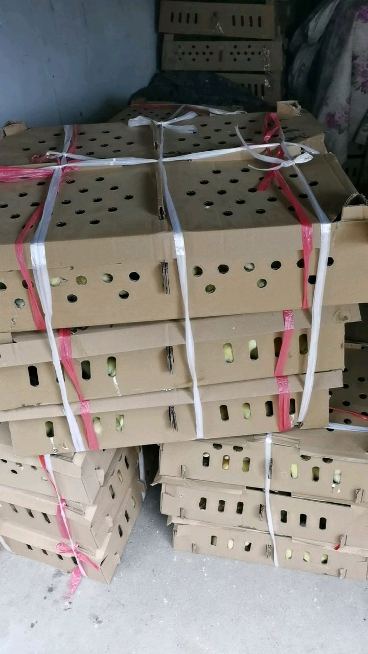 鹅苗 四季鹅苗 杂交鹅苗灰鹅苗 质量包做疫苗