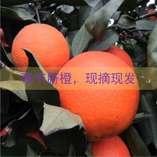 奉节中国奉节脐橙。