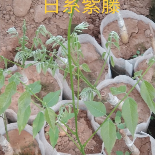郯城县 紫藤