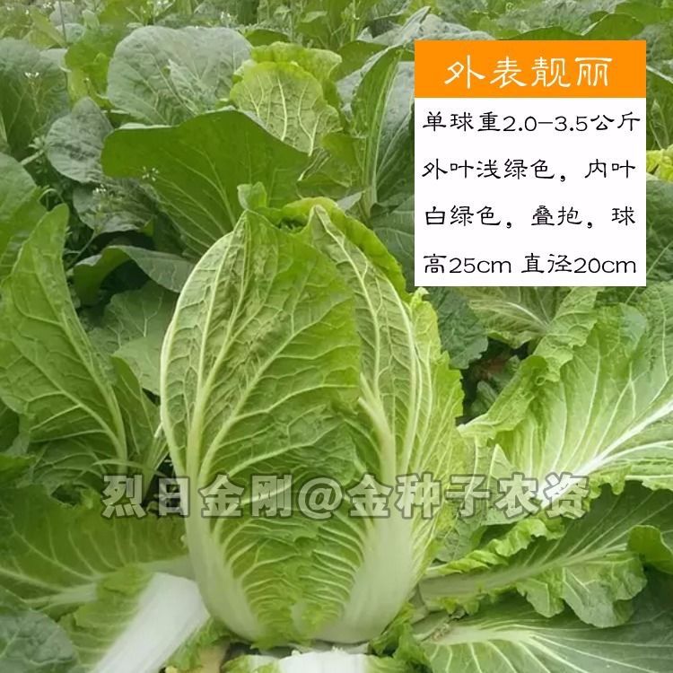 夏阳白菜种子 烈日金刚 夏播大白菜种子耐热43度 大田夏季