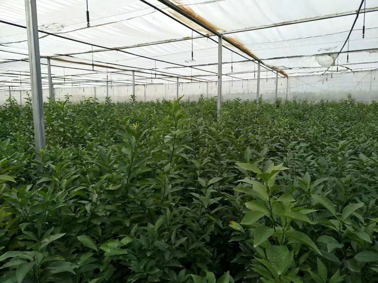 沃柑苗 本人自育纯正脱毒苗多年，品质保证，诚信经营