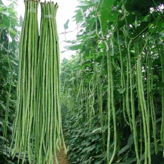 元江县 长豇豆 豆角产地直销质量保证免费提供冷藏车！