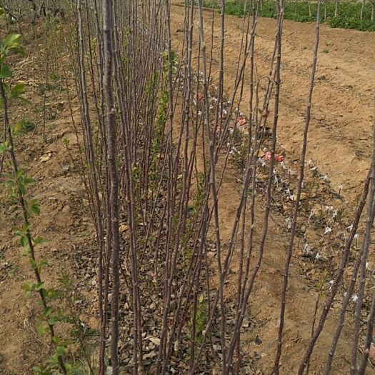 栖霞市苹果树苗  优质烟台红富士苹果苗供应，众成三号，价格美丽