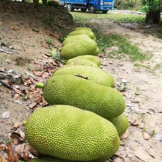 海南黄肉菠萝蜜每天现摘现发供应包邮包售后坏果包赔