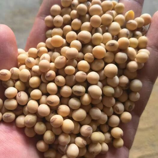 肥城市 大豆净粮