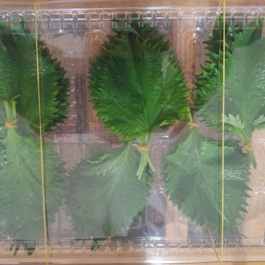永城市新鲜紫苏  紫苏叶