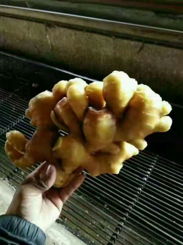  精品【老姜】一手货源！ 产地直销 质量保证  全国发货