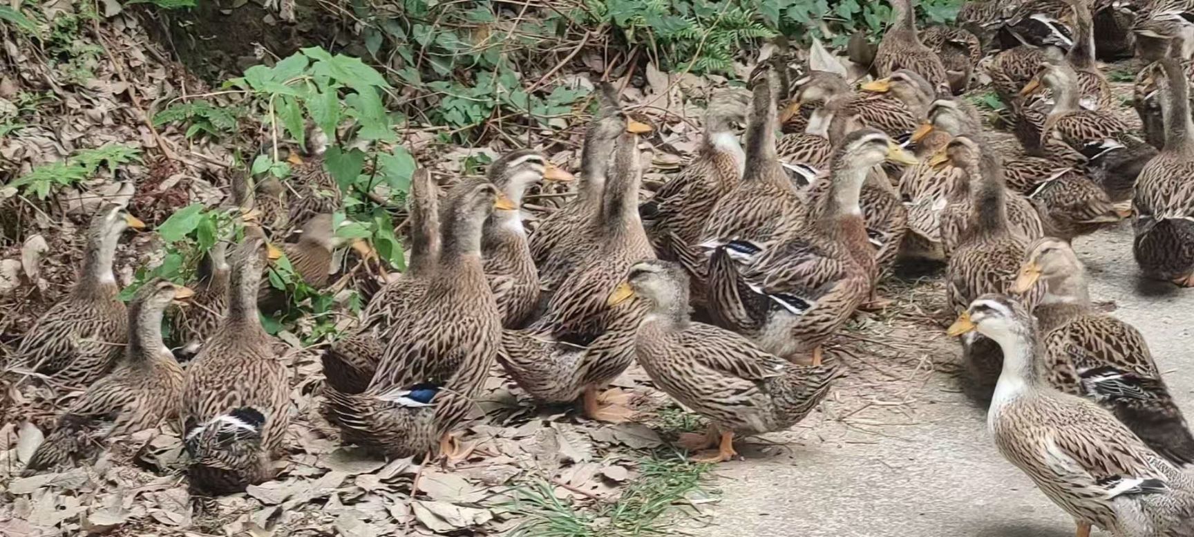 麻鸭  白条鸭白条鹅   长期供应新鲜现杀真空冷冻发货