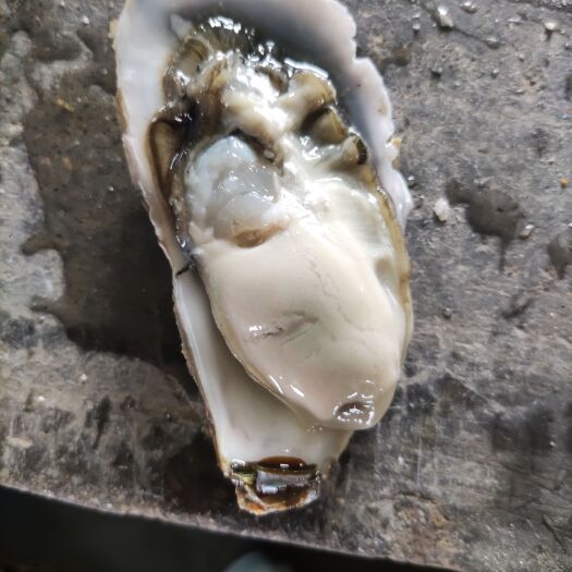 珍珠蚝 山东省威海市乳山市 鲜活水产