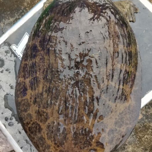 广州珍珠鱼  珍珠鱼珍珠甲鱼 珍珠大甲鱼 精品珍珠大甲鱼.山瑞.