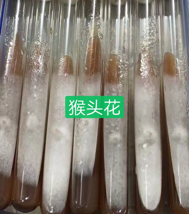 法库县猴头菇菌种  猴头花母种试管