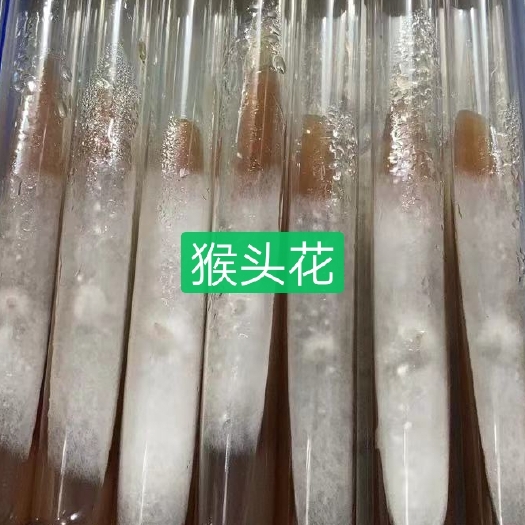 法库县猴头菇菌种  猴头花母种试管