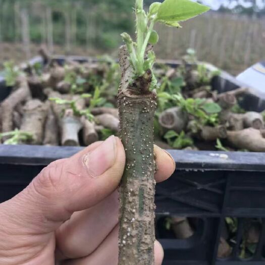 石林县葛根种苗  无渣高产粉葛种苗粉葛苗葛根种春季菜葛种子粉葛苗
