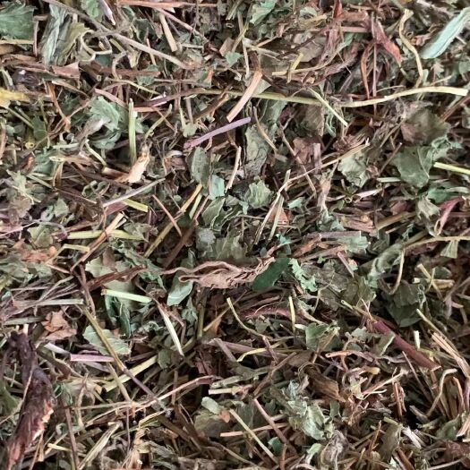 玉林长期供应｛蛇莓｝可批量可零售量大从优【包邮】