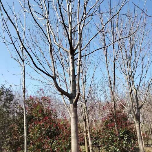 城固县七叶树，工程道路用苗，大量有货