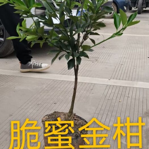 沃柑苗 本人自育纯正脱毒苗多年，品质保证，诚信经营