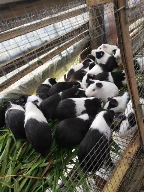 长期出售农家散养鸽子 老鼠兔