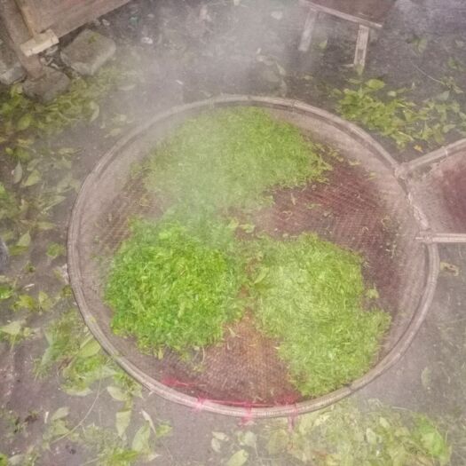溆浦县甜茶  茶叶