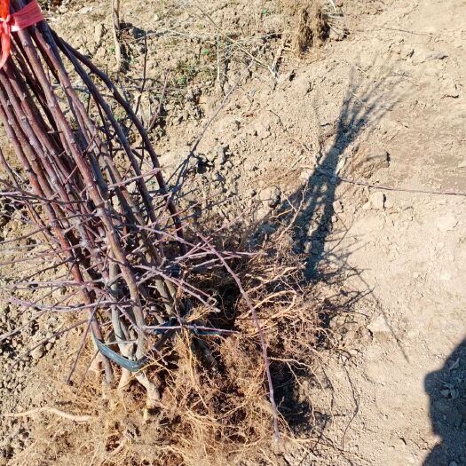 宁安市苹果树苗  小苹果树
