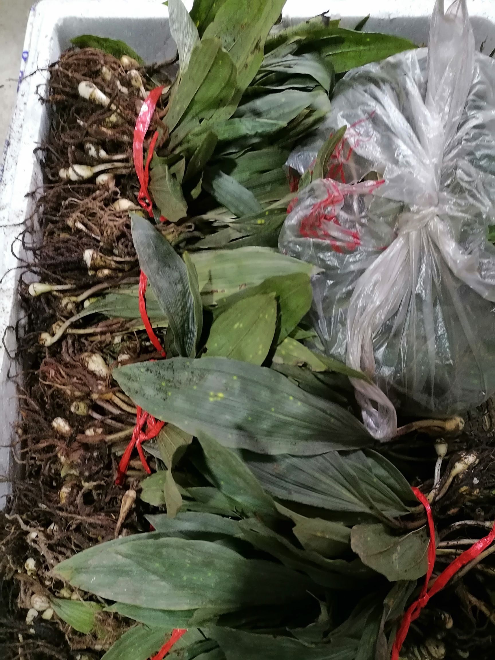 山慈菇种苗  毛慈菇苗，毛慈菇种苗