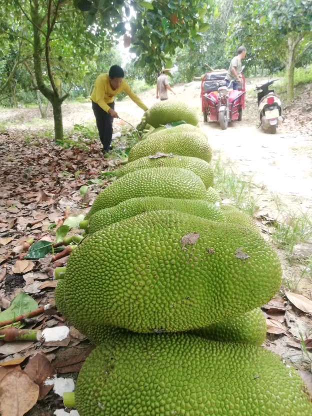 海南黄肉菠萝蜜每天现摘现发供应包邮包售后坏果包赔