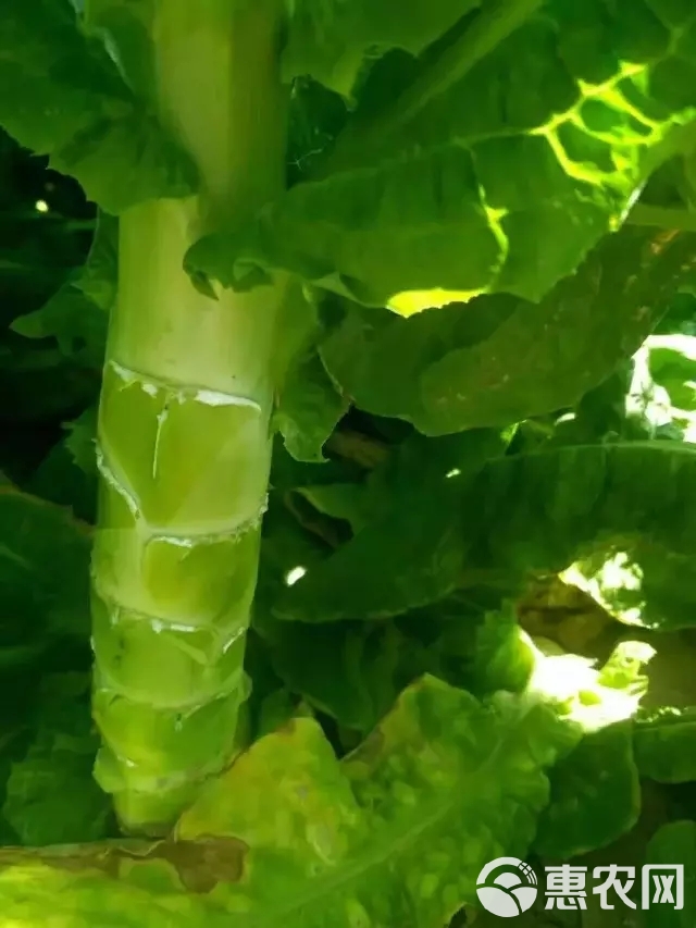 三青莴笋种子三青莴苣种子青皮青肉莴笋种子耐寒莴笋耐热莴笋种子