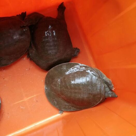 南丰县黄沙鳖 甲鱼